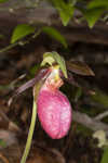 Pink lady's slipper <BR>Moccasin flower